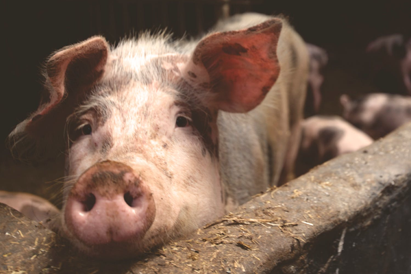 Wisconsin Swine Extension