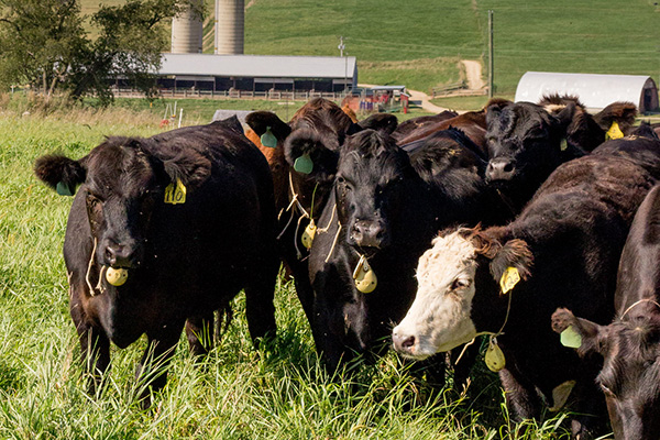 cows in a field