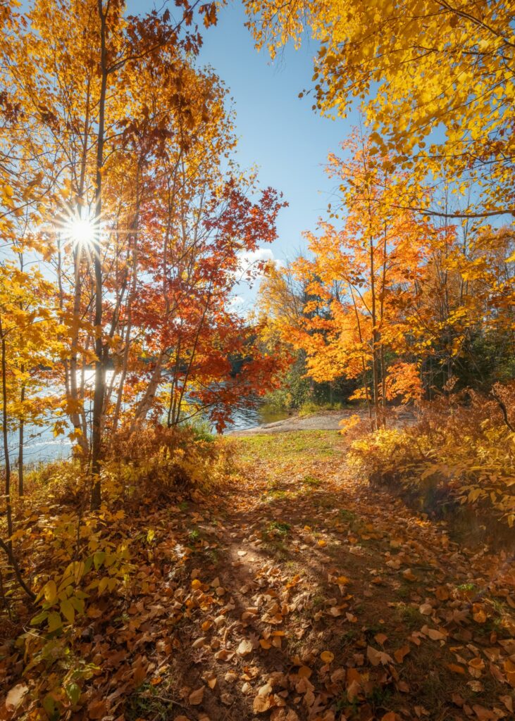 The Northwoods on a sunny day in fall featuring trees with orange leaves