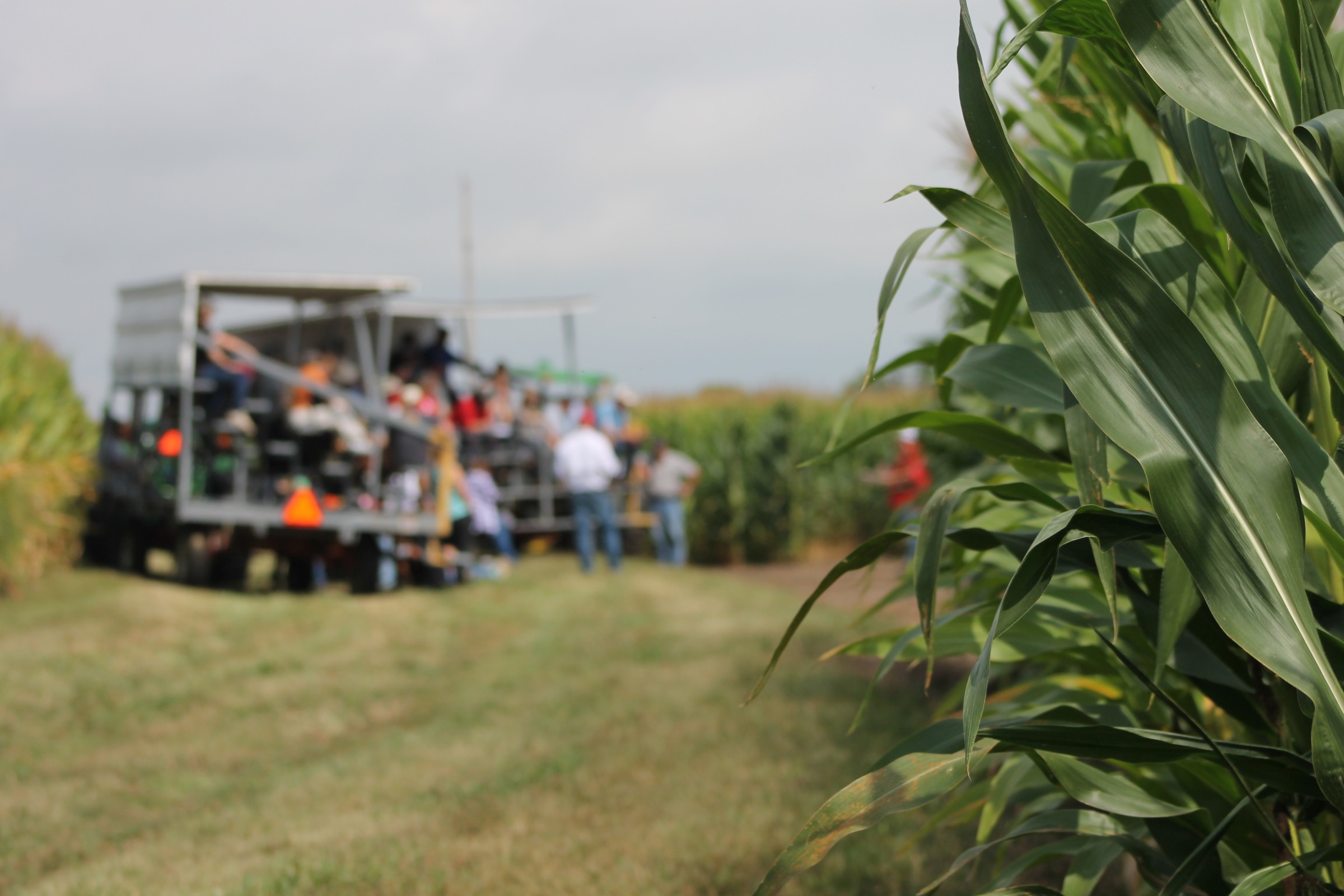 Wagon of people in a corn field at a field day