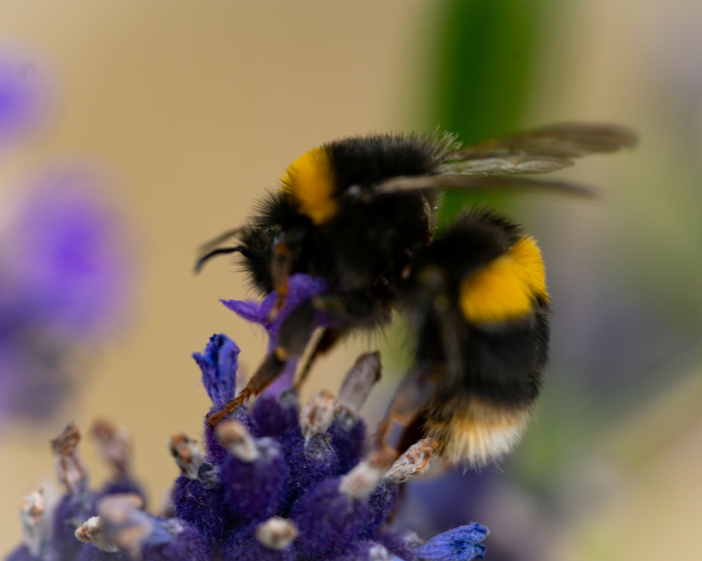 bee on a flower
